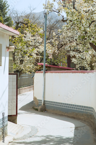 Shichuan Ancient Pear Garden, Gaolan County, Lanzhou City, Gansu Province - Close-up of white pear blossoms photo