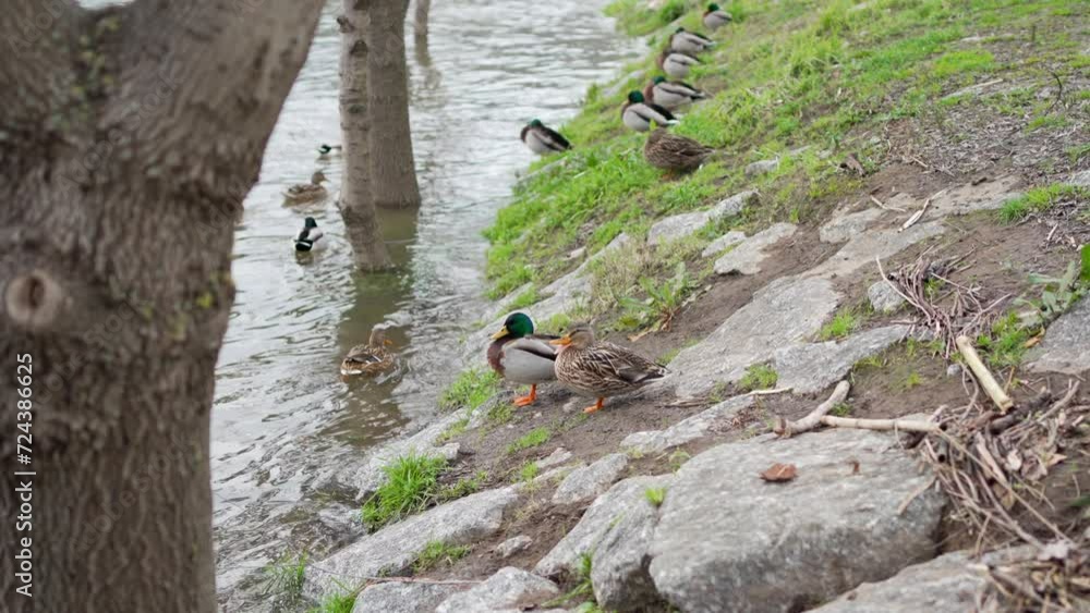 Wild Ducks Resting by Riverside Wild Ducks Resting by Riverside
