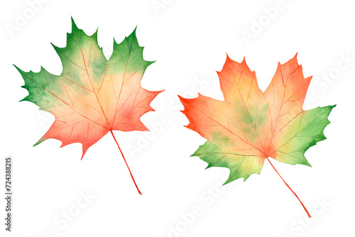 Set of watercolor autumn maple leaves isolated on white background. The illustrations are suitable for autumn festival designs  invitations  posters.