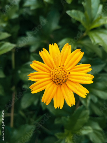 Beautiful yellow flowers photography © Capture the moment 