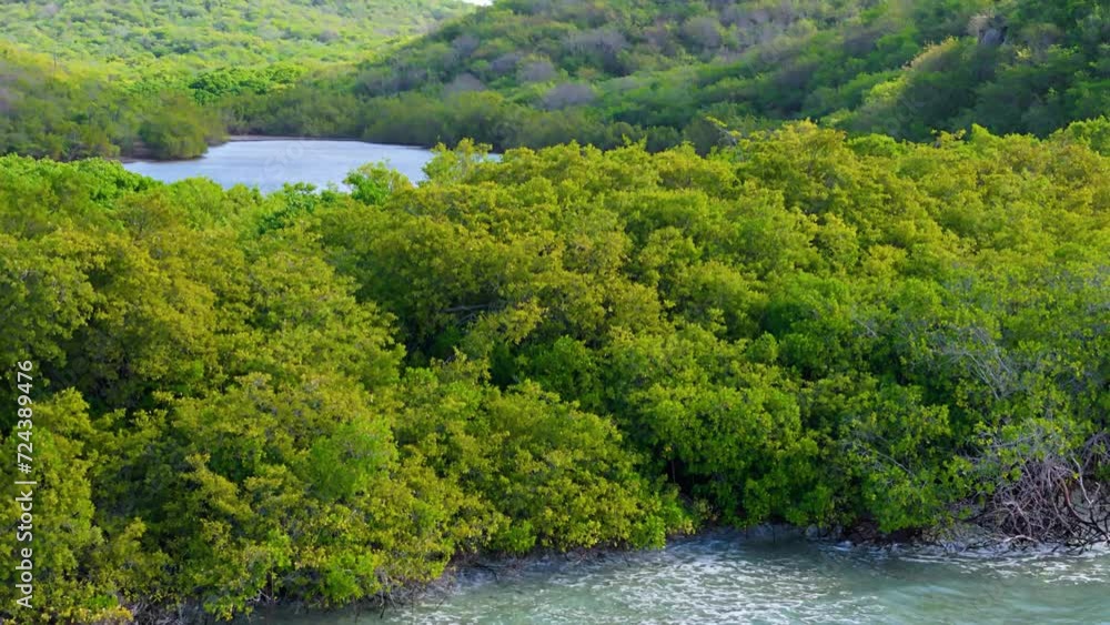 Caribbean ocean waves crash on rocky mangrove shore as flamingo flock gathers in muddy pond