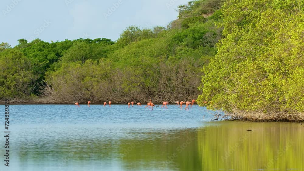 Wide angle static view of flamingo flock feeding in secluded area with dense mangroves Wide angle static view of flamingo flock feeding in secluded area with dense mangroves