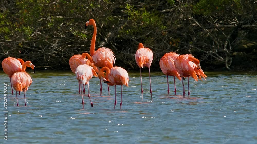 Rear view of flamingo pack alerting group with outstretched black wings flapping, slow motion Rear view of flamingo pack alerting group with outstretched black wings flapping, slow motion