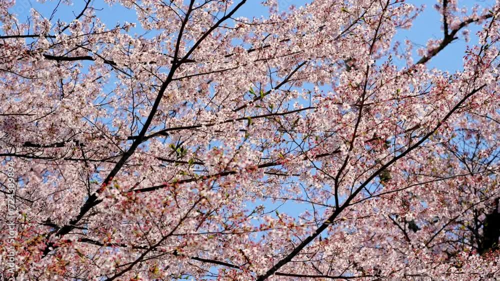 4k Cherry blossomes concept. Japanese sakura. Hanami. 4k Cherry blossomes concept. Japanese sakura. Hanami.