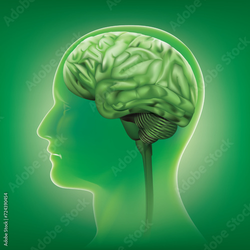 Male anatomy of human brain in x-ray view.vector illustration
