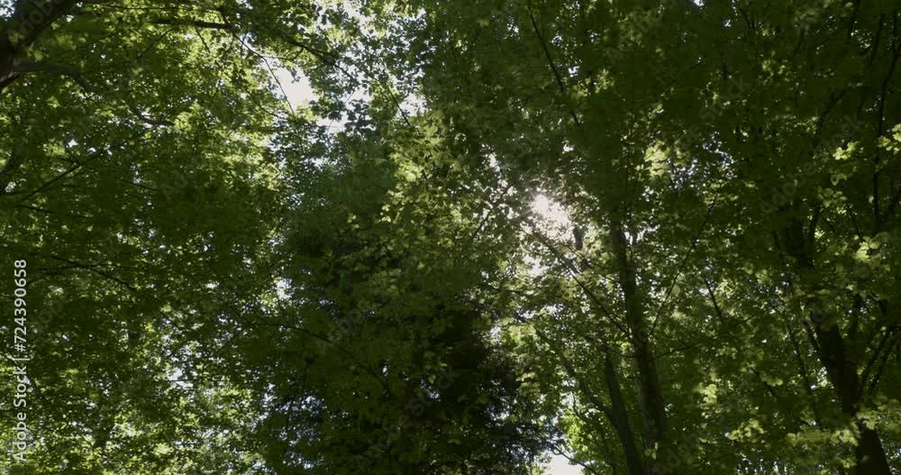 Sun beams through green beech tree canopy. Sun beams through green beech tree canopy.
