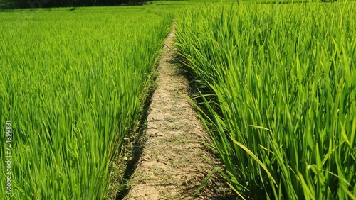 The view of green growing rice fields with long shot angle