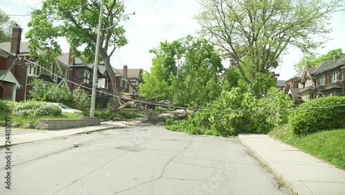 a Dolly shot showcasing a wide view of the tree that fell during a massive storm, onto the powerlines cutting power to many people. photo