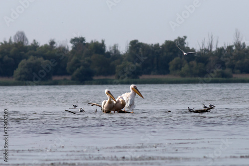 Great White Pelican (Pelecanidae) in the Danube Delta, Romania