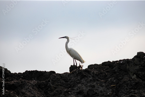 Majestic egret on the tranquil waters of the Danube Delta