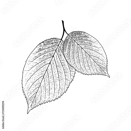 leaves shape texture vector illustration