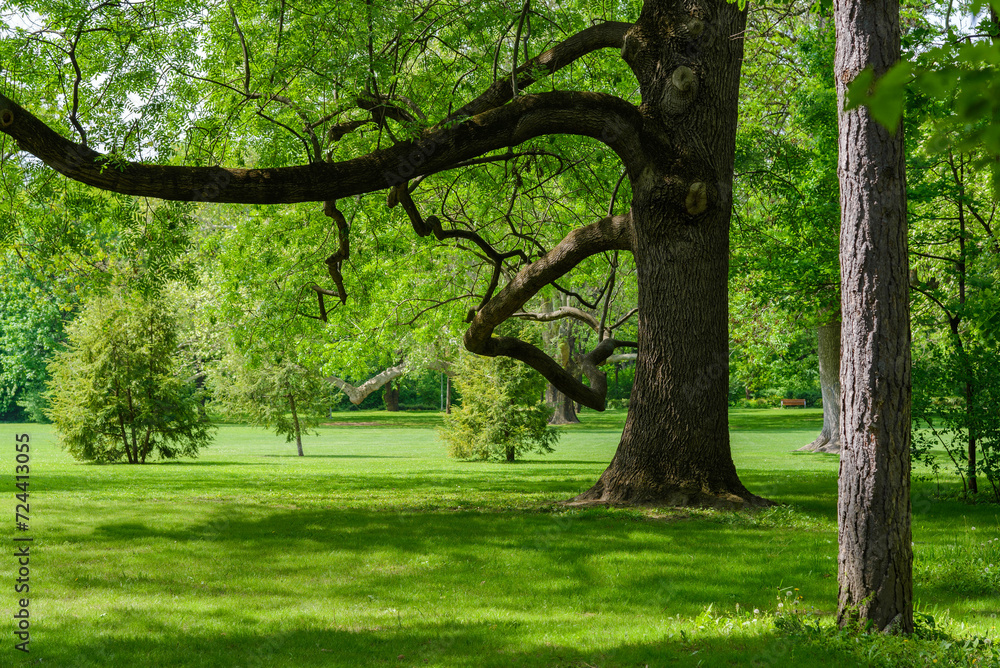 beautiful city park in early spring in sunny weather. Green grass with shadows from a big tree beautiful city park in early spring in sunny weather. Green grass with shadows from a big tree
