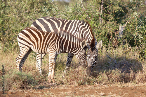 Fototapeta Naklejka Na Ścianę i Meble -  Steppenzebra / Burchell's zebra / Equus quagga burchellii.