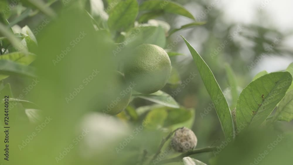 young oranges that are still green on the tree shot in evening on a farm located at Pargambiran, Sumbul, Dairi, North Sumatra. young oranges that are still green on the tree shot in evening on a farm located at Pargambiran, Sumbul, Dairi, North Sumatra.