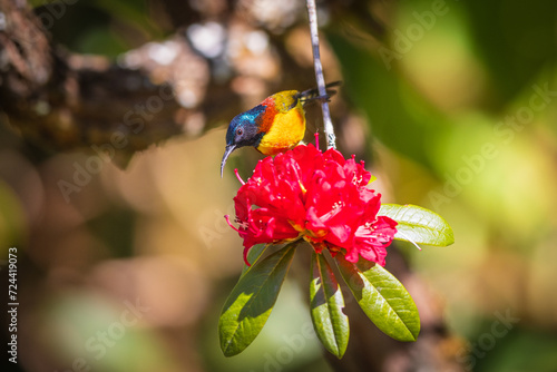 Green-tailed sunbird, beautiful bird on azalea Phohodendron.