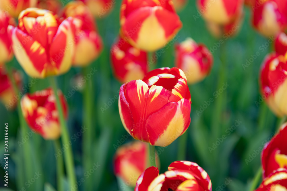 Fototapeta premium macro photo of tulip nature flower. tulip flower in spring nature. tulip flower in nature.