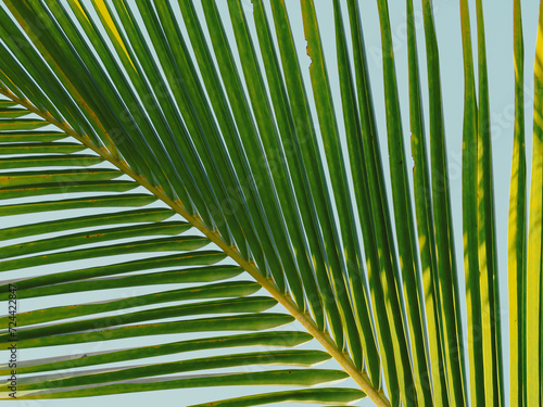 Close-up of coconut leaves in summer at the beach