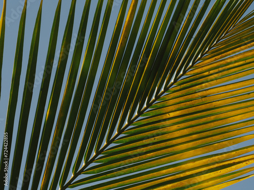 Close-up of coconut leaves in summer at the beach