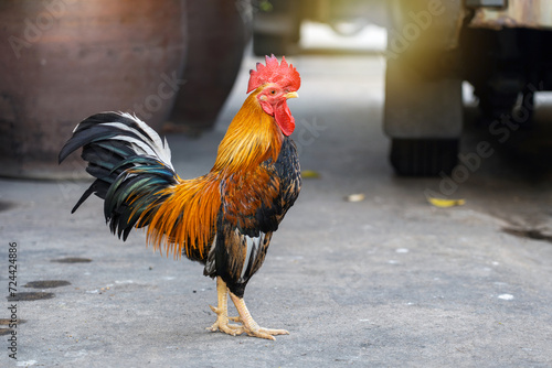 Safe zone for chicken stray. A rooster who lives happily in the temple of Thailand. © Panupong