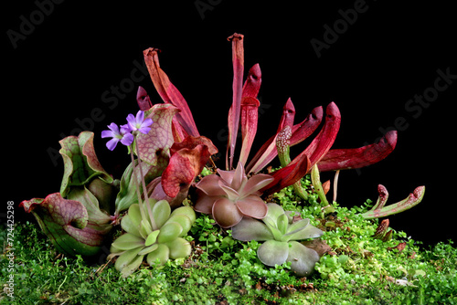 Beautiful Carnivorous plant on isolated background, Carnivorous plant closeup