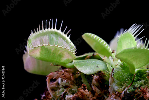 Carnivorous varigata plant on isolated background  Carnivorous plant closeup