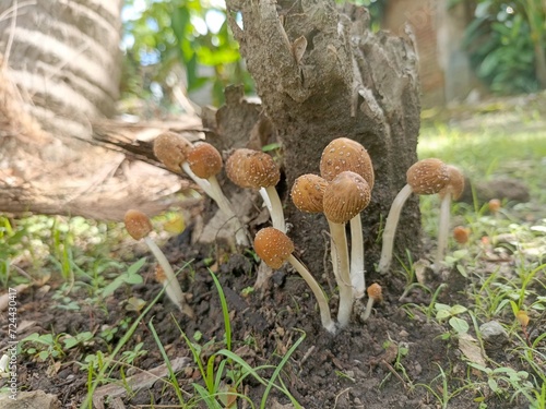 Coprinellus fungus that grows around dead trees