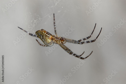 Tent Spider Cyrtophora moluccensis