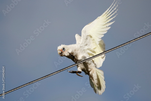 Little Corella
