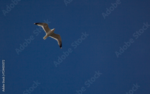 A bird in flight over the water