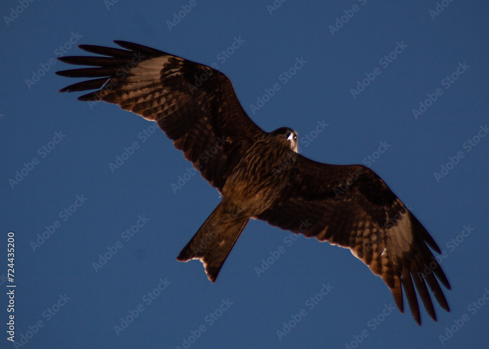 Fototapeta premium A bird in flight over the water