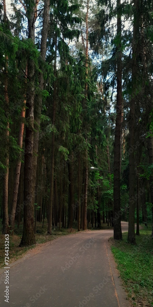 road in the forest