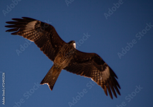 A bird in flight over the water