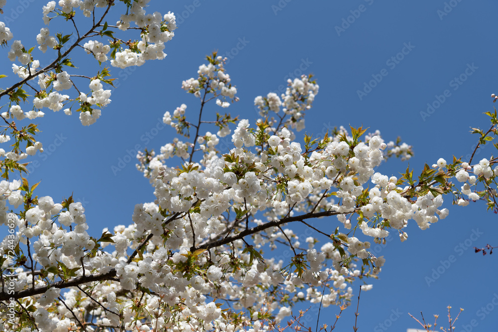 apricot tree flower blooming nature background in spring apricot tree flower blooming nature background in spring