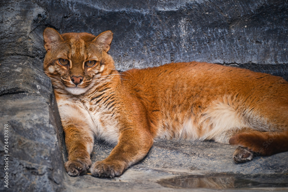 close up portrait of a Golden Cat close up portrait of a Golden Cat