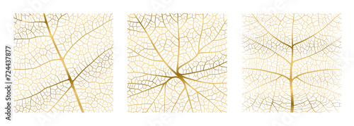 Leaf vein texture abstract background with close up plant leaf cells ornament texture pattern set. Golden organic macro linear pattern of nature leaf foliage vector illustration.