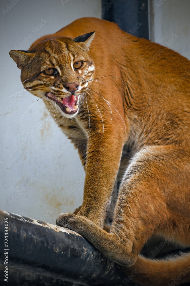 Fototapeta premium close up portrait of a Golden Cat