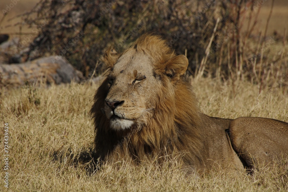 male african lion laying down with eyes partly closed male african lion laying down with eyes partly closed
