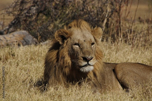 male african lion laying down
