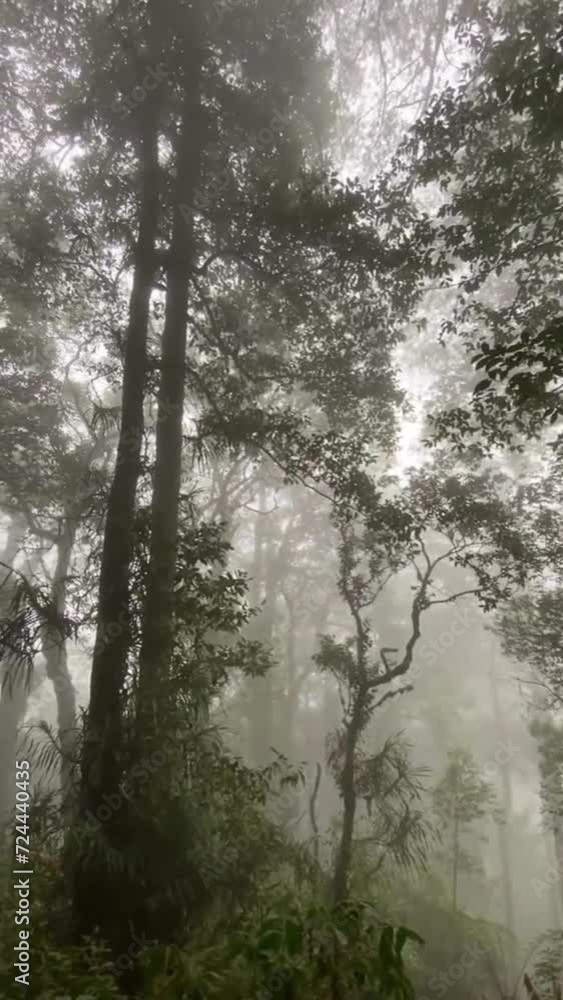 Misty Morning in The Forest Misty Morning in The Forest