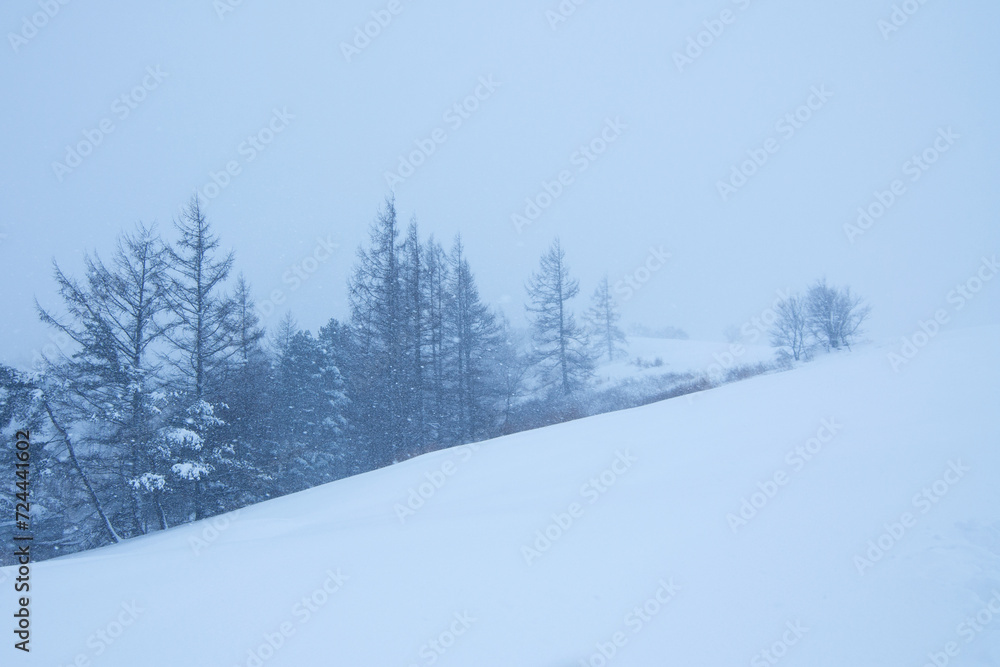Trees in a wide field in a snowy landscape. white snow background. Trees in a wide field in a snowy landscape. white snow background.
