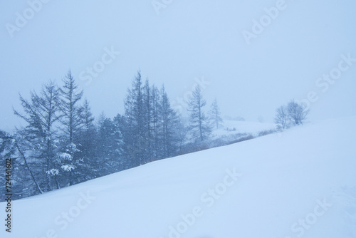 Trees in a wide field in a snowy landscape. white snow background. © flapic