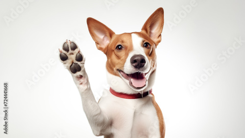 Happy cute brown and white basenji dog smiling and giving a high five isolated on white background. 