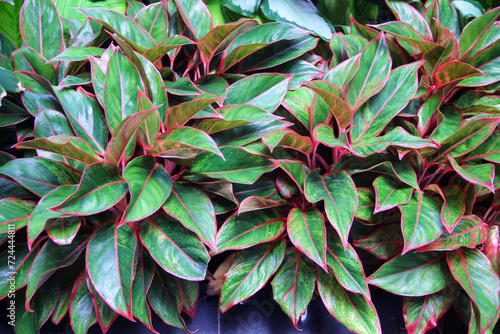 Aglaonema or Chinese Evergreen field colorful green red plant flower growing decorative in garden closeup natural background photo