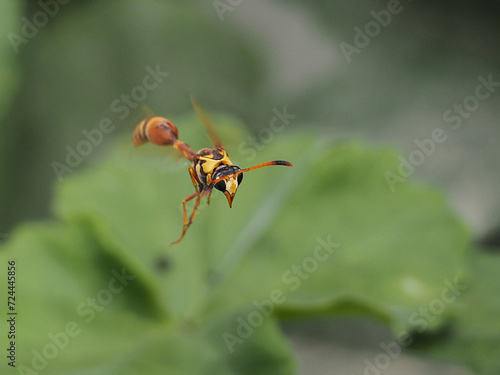 Photograph of a wasp on plants