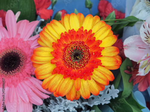 Gerbera flower