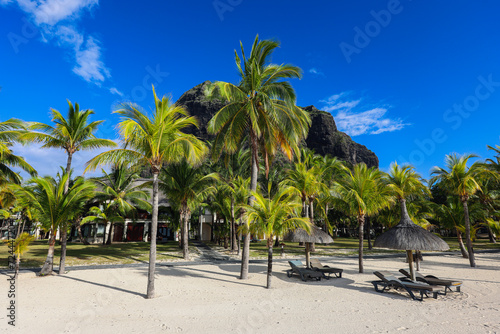 Sandy Beach With Palm Trees and Mountain in Background  Mauritius