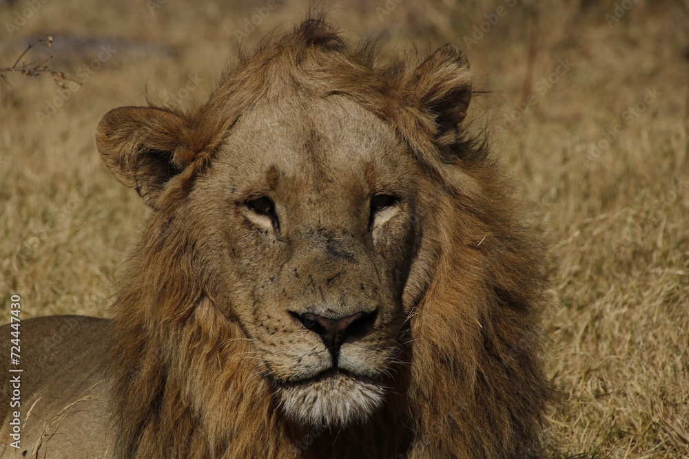 Obraz premium lion close up 