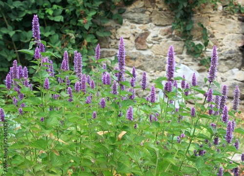 Flowering Agastache foeniculum, also called anise hyssop or Indian mint in herb garden. Traditional favourite decorative flower agastache has many medicinal uses. Blackberry bush by the stone wall.