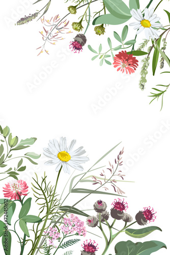 Colorful hand drawn sketch of flowers and grass. Set of plants on a light background. Medical herbs and spice. Frame with wildflowers.
