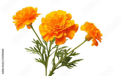 Brilliant Orange Marigold On Transparent Background